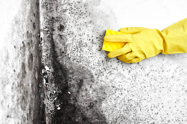 Professional Mold Remediation in Dillon, SC