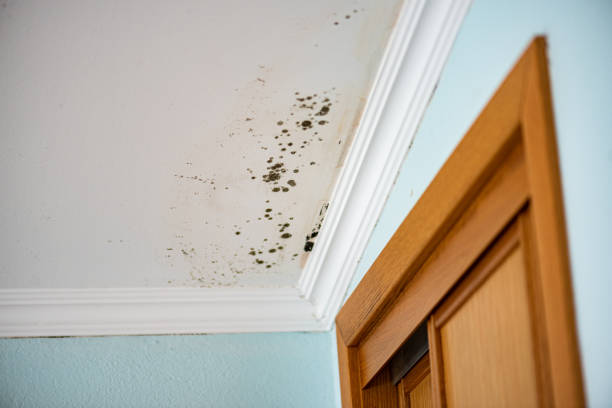 Best Commercial Mold Remediation in Dillon, SC