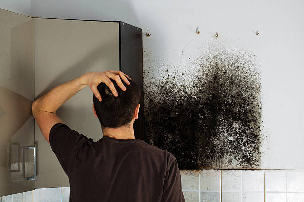Best Kitchen Mold Remediation in Dillon, SC