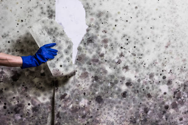 Best Mold Testing and Inspection Services in Dillon, SC