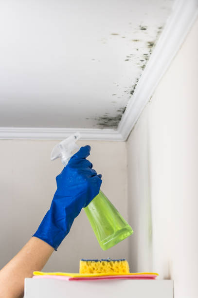 Best DIY Mold Remediation Support Services in Dillon, SC